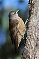 Brown Treecreeper