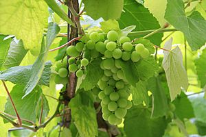 Buena uva,buen albariño (pre-veraison)