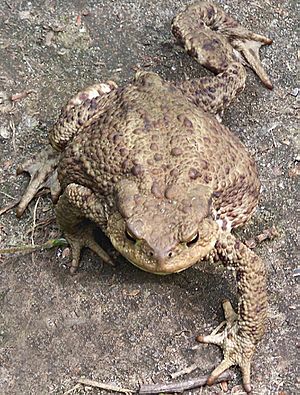 Bufo bufo-walking-Iric2006