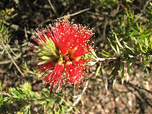 Callistemon pearsonii.jpg