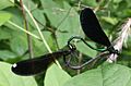 Calopteryx maculata mating (crop)