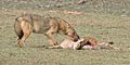 Canis aureus Pench National Park