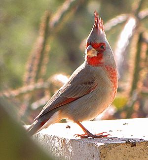 Cardinalis sinuatus 3.jpg