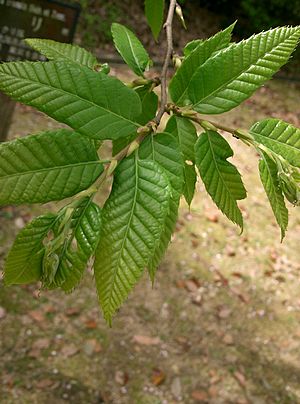 Castanea crenata3.jpg