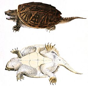 Chelydra serpentinaHolbrookV1P23A