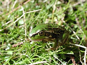 Close-up of Southern Bell Frog