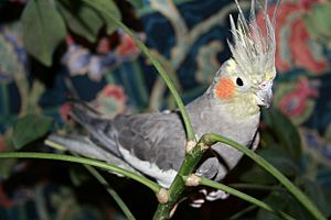 Cockatiel Crest