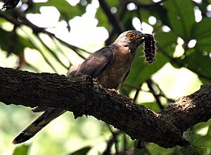 Common Hawk Cuckoo I IMG 7711