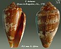 Conus tinianus 2