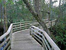 Corkscrew Swamp