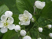 Crataegus punctata flowers 1