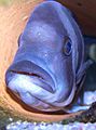 Cyphotilapia frontosa mouthbrooding