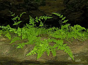 Cystopteris tenuis-habitat