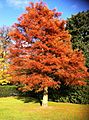 Dawn Redwood - Autumn