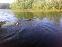 Dogsinlake-1- (2).jpg