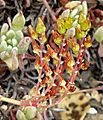 Dudleya caespitosa 3