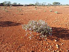 Eremophila demissa (habit)