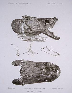 F de Castelnau-poissonsPl25