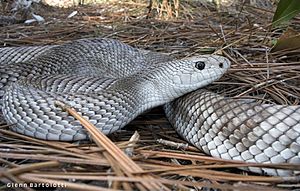 Florida Pine Snake, Pituophis melanoleucus light pattern.jpg