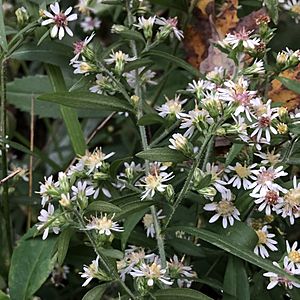 Flowering calico aster