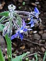 GT Borage