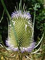 GT Teasel flowerhead