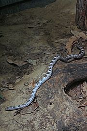 Gray Ratsnake 25