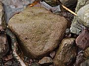 Great Mell Fell - Devonian conglomerate