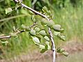 Haematoxylon campechianum0.jpg