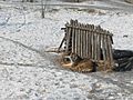 Harbin Siberian Tiger Park 2