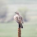 Horned lark