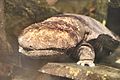 Japanese Giant Salamander at DZS