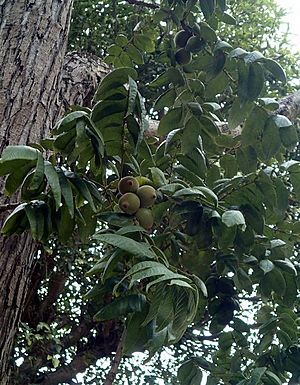 Juglans neotrop3.jpg