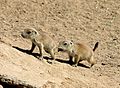 Juvenile black-tailed prairie dogs