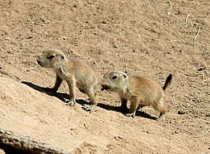 Juvenile black-tailed prairie dogs