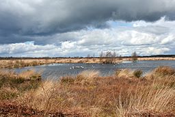 Lake on Whixall Moss - geograph.org.uk - 762733.jpg