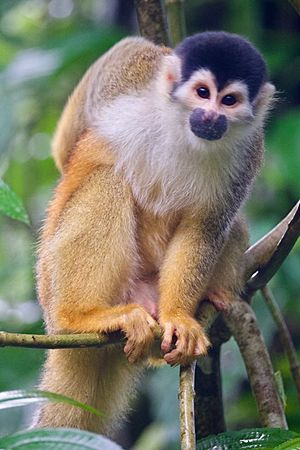 Large Male Squirrel Monkey