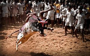 Madurai-alanganallur-jallikattu