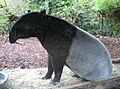 Malayan Tapir Sitting