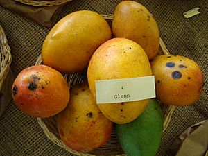 Mango Glenn Asit fs8.jpg