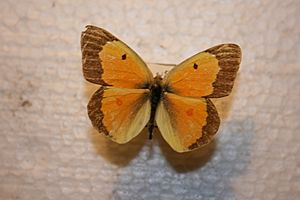 McGeorge Colias eurytheme.JPG