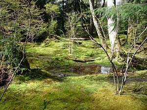 Moss Garden, Bloedel Reserve