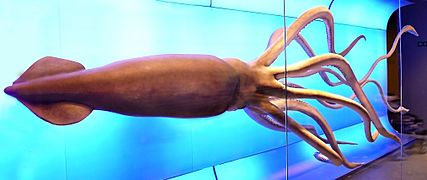 Museo Nacional de Ciencias Naturales (Madrid)-Architeuthis