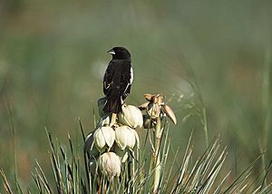 NRCSCO01003(15150)(NRCS Photo Gallery).jpg