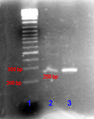 Pcr gel