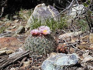 Pediocactus simpsonii.jpg