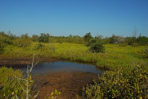 Photograph of flooded ephemeral pond