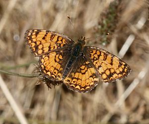 Phyciodes mylitta (Mylitta Crescent) (7457420058).jpg