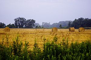 Pinconning Straw