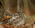 Puerto Rican nightjar sitting in leaves